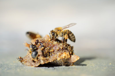 propolis