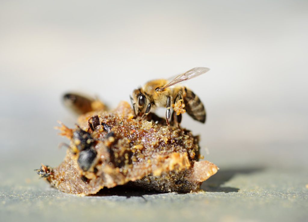 Honey bee collecting propolis granules